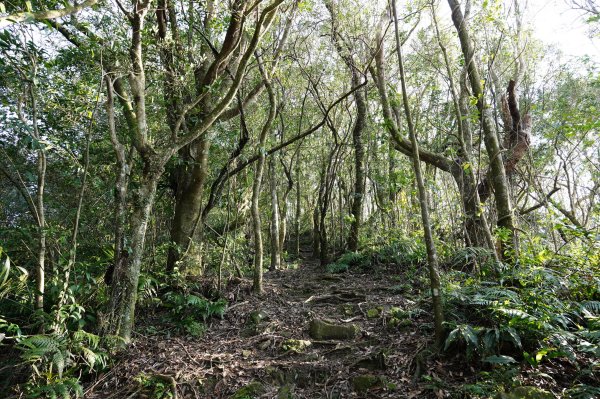 新北 新店 直潭山、二龍山2703910