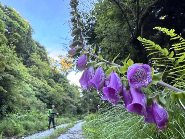 大雪山林道-屋我尾山O繞 20250615封面