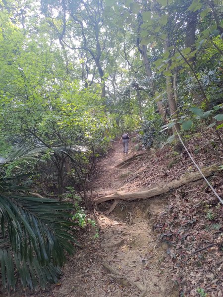 大棟山縱走(鶯歌上山佳下)1319290