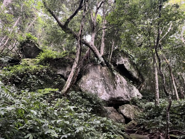 [皮皮獅探險隊-07/10] 2025_0719 油羅山步道2842704