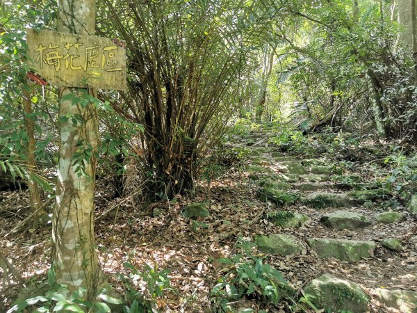 德芙蘭生態步道-綠蔭遮陽，涼風徐徐避暑道1049628