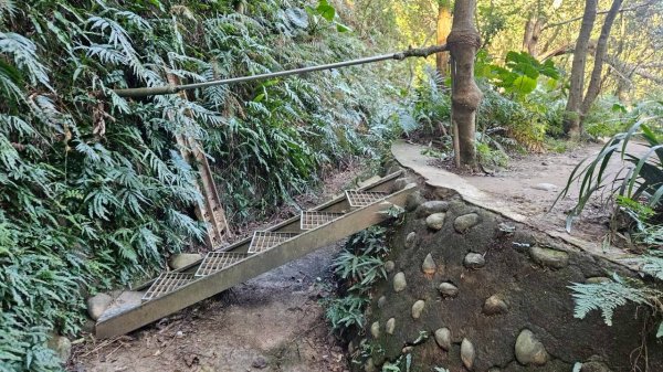 20260110楊梅福人步道-老坑山-保甲古道-東森山林步道-小楊梅步道-秀才步道茶園段2982023