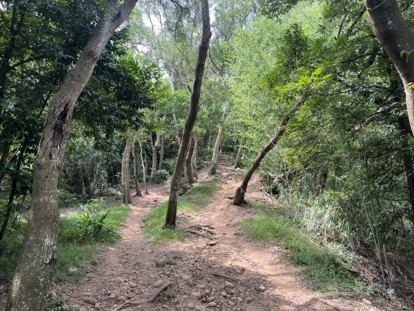 [皮皮獅探險隊-03/10] 2025_0706 犁頭山、文山步道2831478