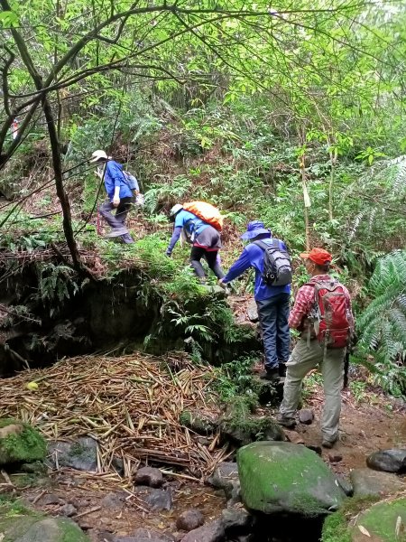 【小百岳集起來】#011 姜子寮山, 又稱“三角架山”, H729m1497148