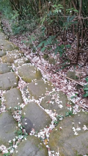 仁和.金獅步道油桐花季封面