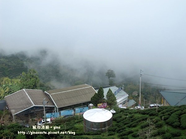 南投鹿谷~聽風~雲起~大崙山觀光茶園步道964998