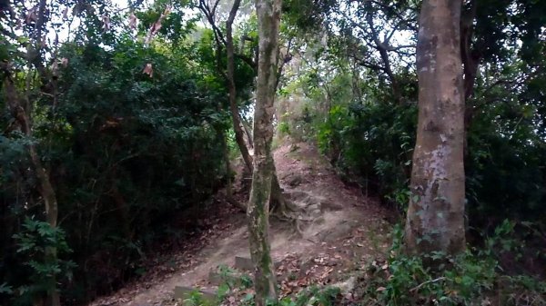 20221229 阿罩霧山 中心瓏步道 玉蘭谷 櫻花步道 大O型1975660