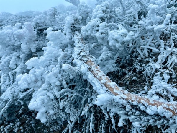 絕美銀白世界 玉山降下今年冬天「初雪」1236080
