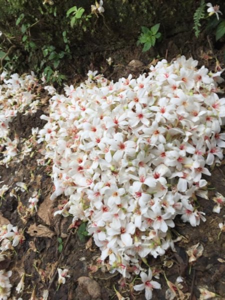 2019土城桐花第二回579803