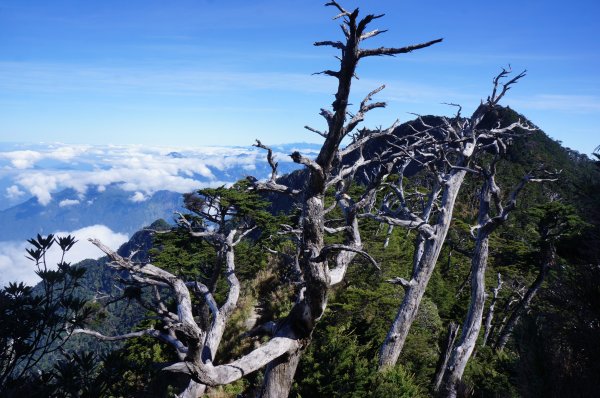 無與倫比的臺灣鐵杉與雲海～北大武山1125128