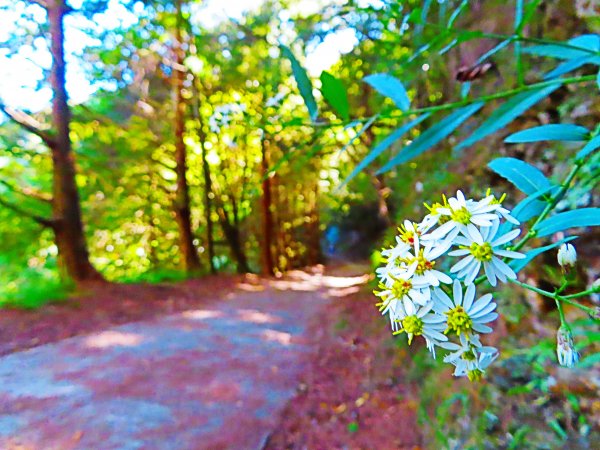 如童話般的森林步道-武陵桃山瀑布步道1190785