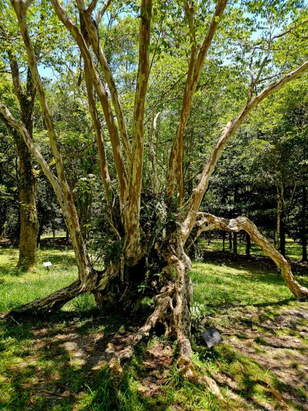 福山植物園 - (宜蘭)臺灣百大必訪步道2557628