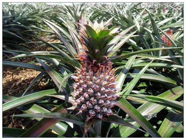 彰化/橫山觀日步道636170