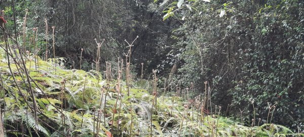 《苗栗》霧雨寒流｜三義三角山步道202512252969204