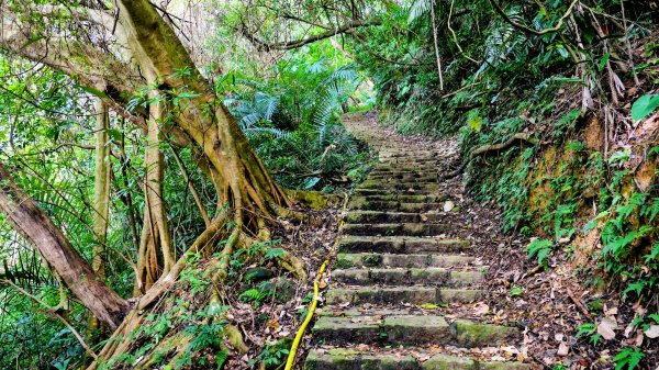 鵝尾梯田櫻花巷2989274