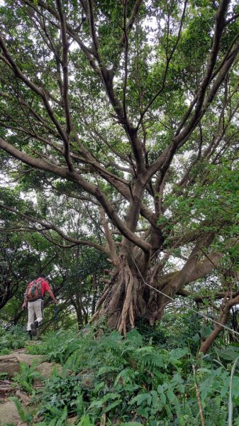 龜山五連星+大棟山O型2785148