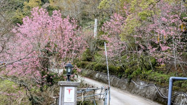 《踏莎行。太麻里山春色》2720581