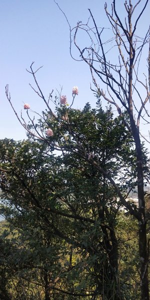 基隆國家新城樂利山，國寶鐘萼木開花惹1281552