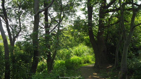 《台中》貓仔龍貓｜后里鳳凰山觀音山登山步道O繞202505042777238