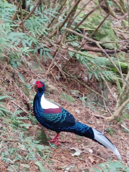 【台中和平】巧遇藍腹鷴帝雉。 稍來山步道2749901