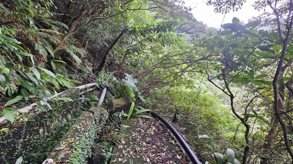 20251115冷水大山-頂中股山2936648