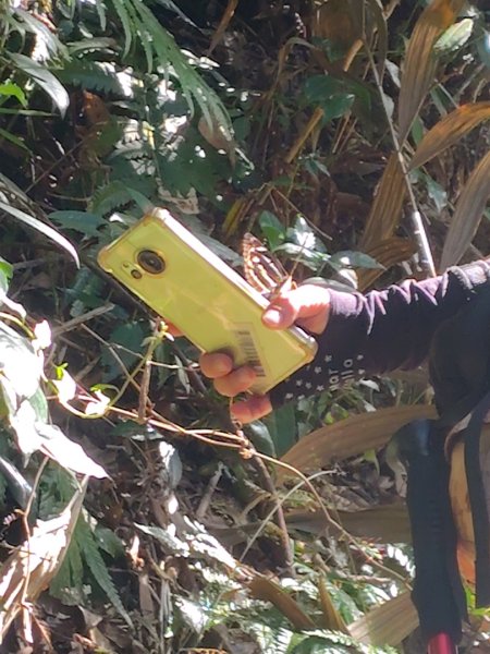 唐麻丹山 蝴蝶谷2918901