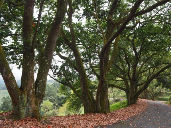 南投魚池貓囒山步道20200216838311