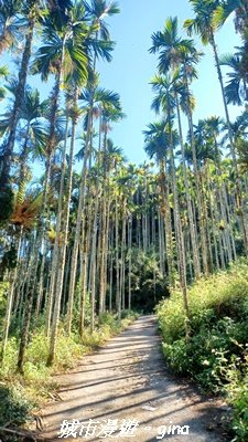 【南投魚池】後尖山步道2968292