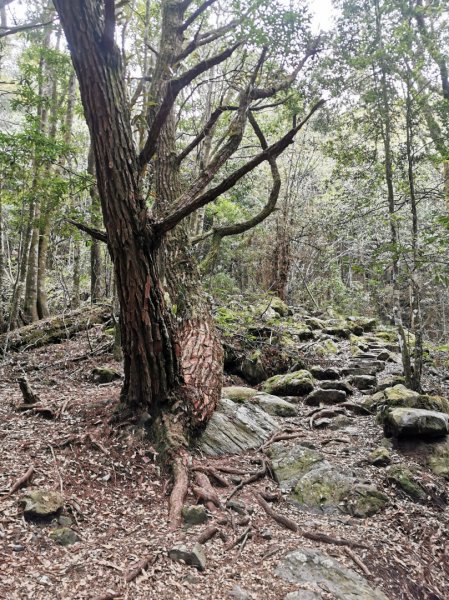 慢遊森活-馬崙山＋斯可巴步道-3/22886978