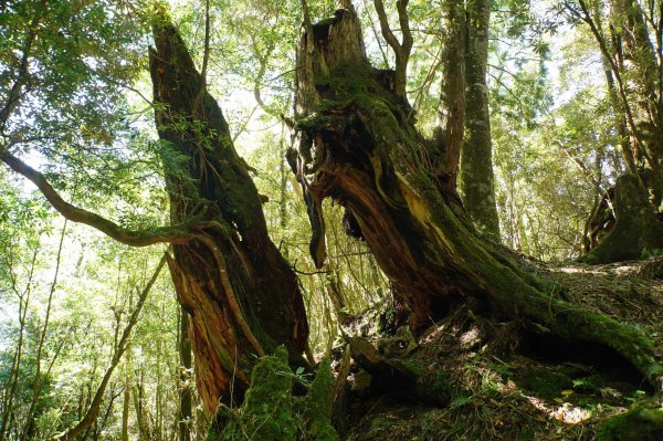 桃園 復興 把家灣山、低陸山2865370
