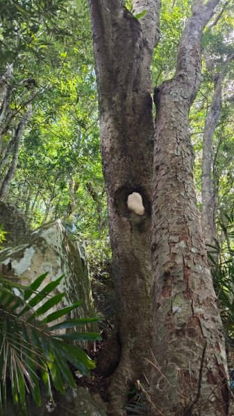 外鳥嘴蓮包山O縱2893176