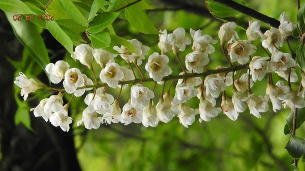 五色鳥和鐘萼木&夕陽晚霞 4/202766534