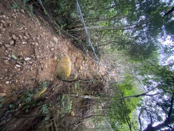 苗栗三義-三員縱走2616438