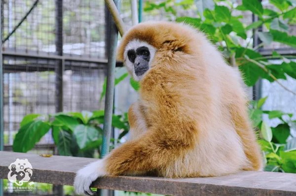 【保育】13隻野生動物大使 認養計畫－白手長臂猿（阿祿）