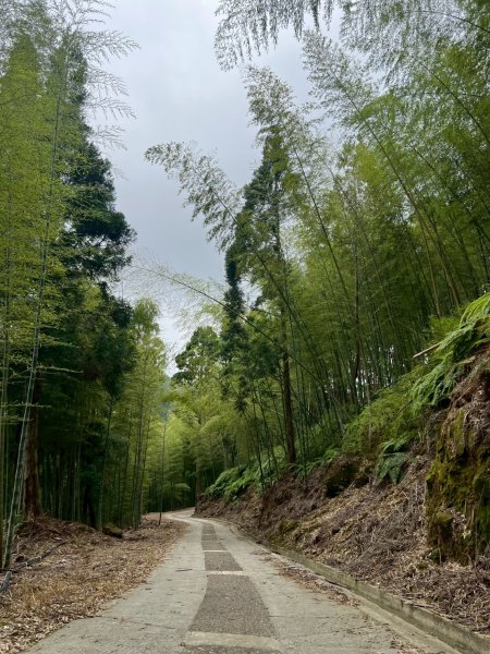 嵐山再古坑。五元兩角 木馬古道2806227