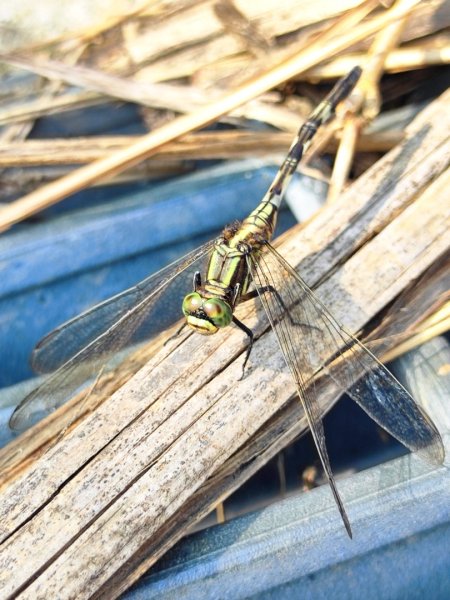 造橋車站-口山古道-鹿廚坑步道3039836
