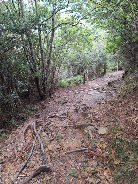 觀霧之榛山O型202411232653952