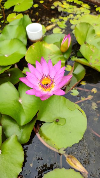 新竹航海王2938922