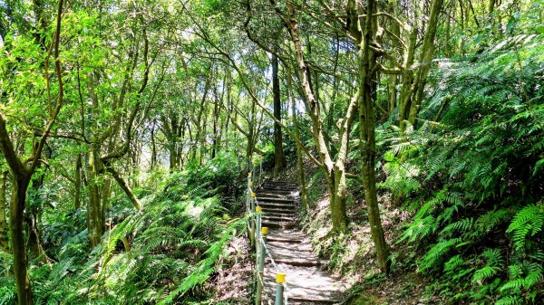 內雙溪自然中心2808692