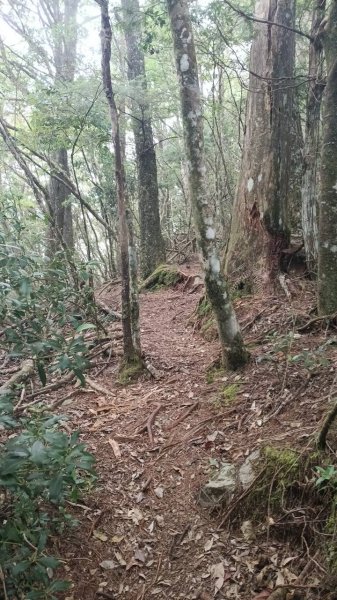 20251010 大雪山國家森林遊樂區 - 船型山林道 登 烏石坑山2911160