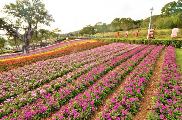 【賞花】媲美101煙火 三層崎紫色浪漫噴發