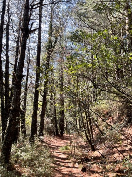 戀愛般的甘酸甜⋯ 閂山．鈴鳴山1342322