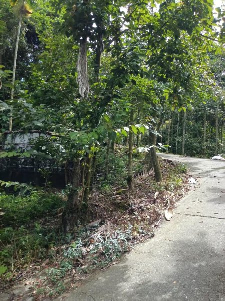 草屯「樹藤岩」台灣省政府圖根補點3131461