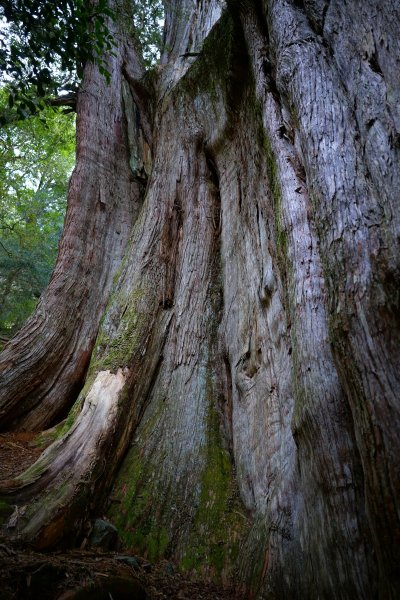 【輕忽】【大安溪神木】2695047