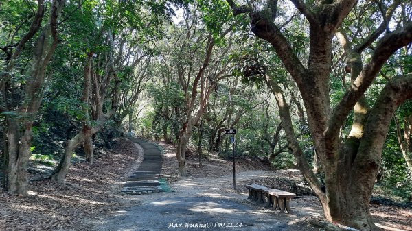 《彰化》富士櫻花｜花壇大嶺巷步道群及西來園（銀行山）登山步道202402132424712