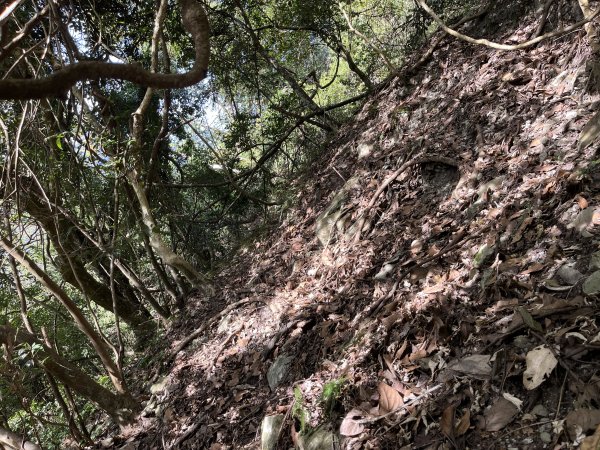 蝶夢八唐搜尋失蹤者 2025.11.252954295