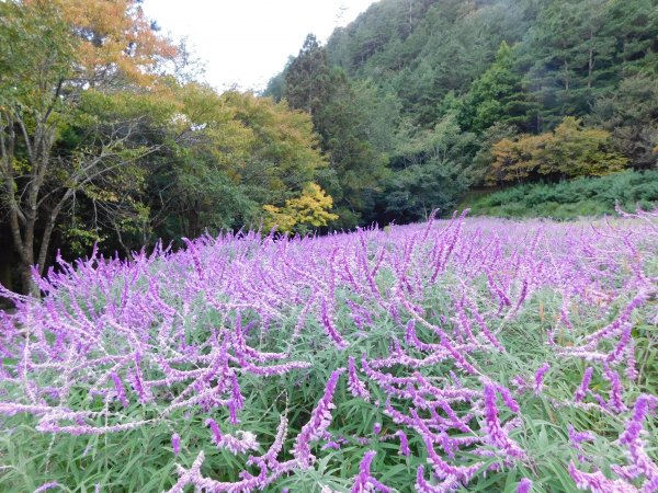 國慶日走雪主東464520