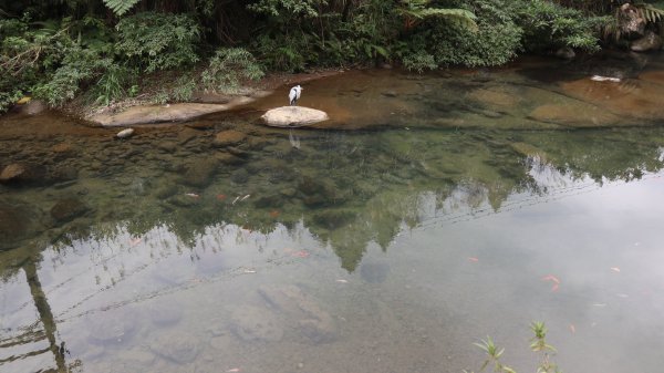 獵貍尖步道連走烏塗溪步道登山健行趣(淡蘭南路TK3-6&TK3-5&TK3-4)2404541