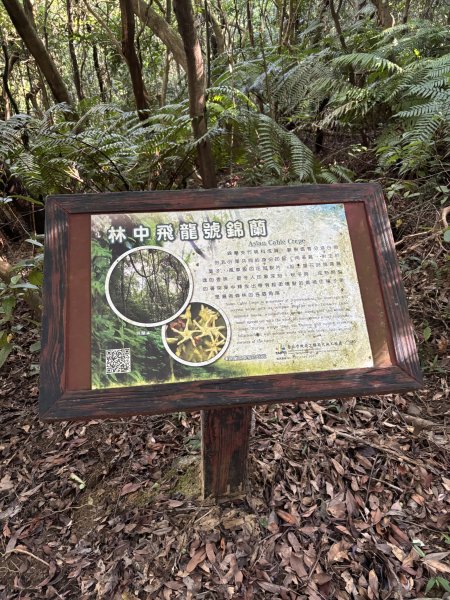 大崙頭山、大崙尾山2922653