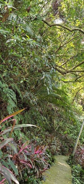 2026-0313 烘爐地步道-南勢角山-紫竹寺3015894